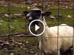 Caprele astea care urlă, sigur îţi vor face ziua mai bună (VIDEO)