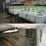 laborator-de-marijuana2