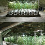 laborator-de-marijuana4