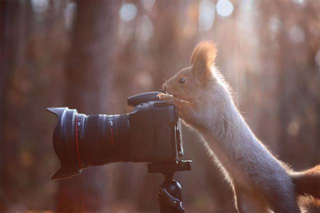 animale care sunt