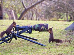 16 animale care în realitate sunt fotografi sub acoperire