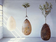 O nouă metodă de înmormântare prin care cei dragi devin copaci