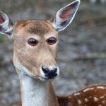 animale-cu-ochi-in-fata4