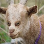 animale-cu-ochi-in-fata5