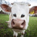 animale-cu-ochi-in-fata7