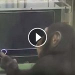 cimpanzeu-test-inteligenta
