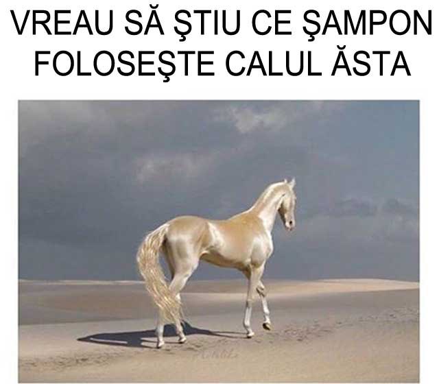 meme-uri amuzante