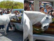 cal s-a apropiat de sicriul stăpânului