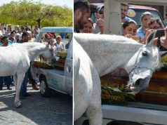 Un cal s-a apropiat de sicriul stăpânului său pentru a-şi lua rămas-bun de la acesta cal s-a apropiat de sicriul stăpânului