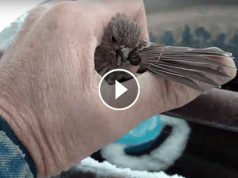 Un bărbat salvează o vrăbiuţă îngheţată, folosindu-şi respiraţia