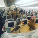 vulturi-in-avion