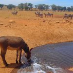 barbat-apa-animale2