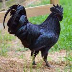 gaina-neagra