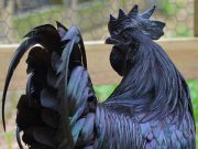 Aceste găini sunt complet negre, de la pene, până la organele interne