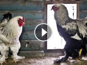 Găinile astea uriaşe te vor lăsa cu gura căscată