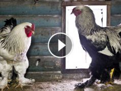 Găinile astea uriaşe te vor lăsa cu gura căscată