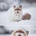 pisici-dramatice