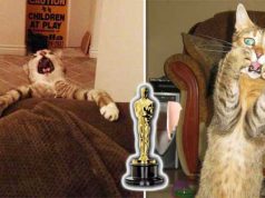 14 pisici extrem de dramatice, care ar merita un Oscar pentru prestaţia lor