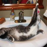 pisici-dramatice12