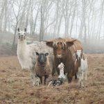 animale-trupa-rock