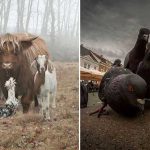 animale-trupa-rock-feat