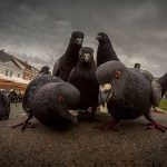 animale-trupa-rock1