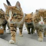 animale-trupa-rock2