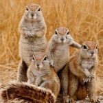animale-trupa-rock3