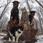 animale-trupa-rock4