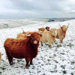 animale-trupa-rock5