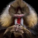 animale-trupa-rock6
