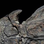 fosila-dinozaur-canada2