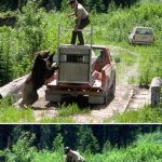 ingrijitor-atacat-de-urs