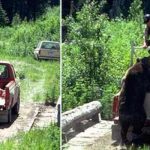 ingrijitor-atacat-de-urs1