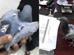 Un porumbel a fost arestat, după ce a fost prins de vameşi că transporta droguri porumbel a fost arestat