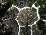 copaci timizi coroanele nu se ating