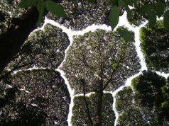 Spectaculos! Fenomenul „copacilor timizi”, care evită să-şi atingă coroanele copaci timizi coroanele nu se ating