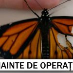 fluturas-operat-feat