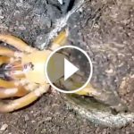 paianjen-ataca-greier