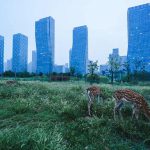 Songdo-orasul-fantoma3