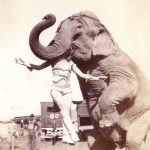 imagini-ciudate-din-trecut-cap-in-gura-elefant