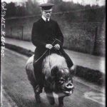 imagini-ciudate-din-trecut-porc-calare