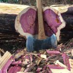 imagini-interesante-pentru-o-zi-buna–lemn-roz
