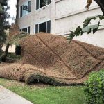 imagini-interesante-pentru-o-zi-buna–vegetatie-plante-agatatoare