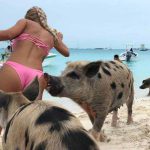 imagini-amuzante-muscata-de-porc