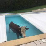 imagini-amuzante-zi-relaxanta-vaca-in-piscina