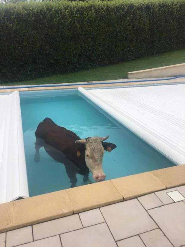 imagini amuzante zi relaxanta vaca in piscina