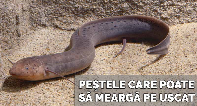 peste care merge pe uscat