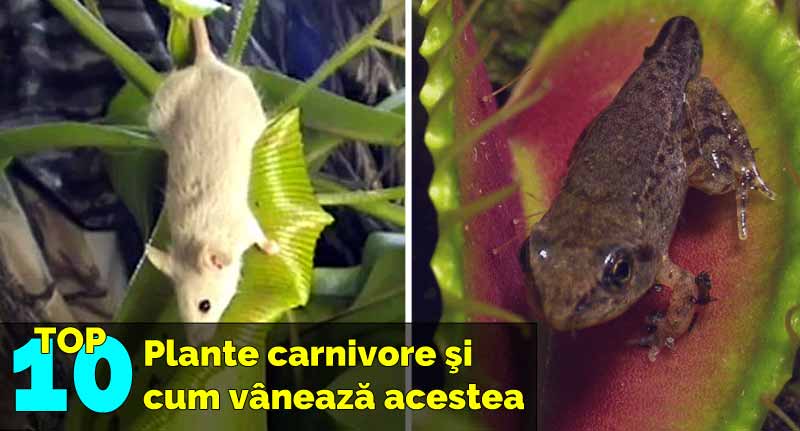 plante carnivore top 10