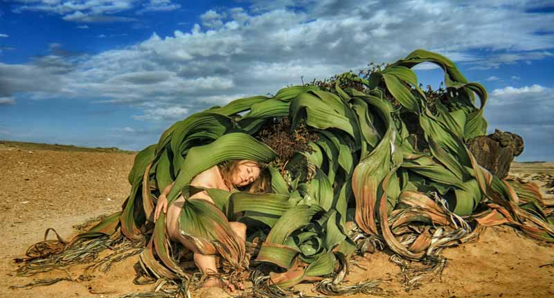 Welwitschia mirabilis